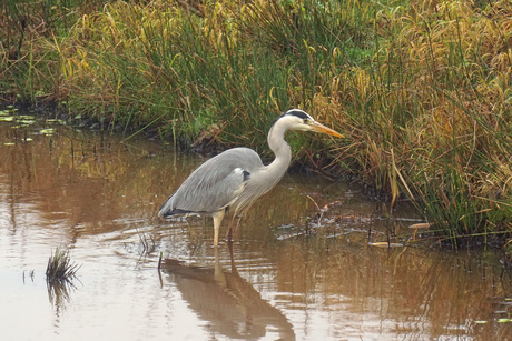 blauwe reiger