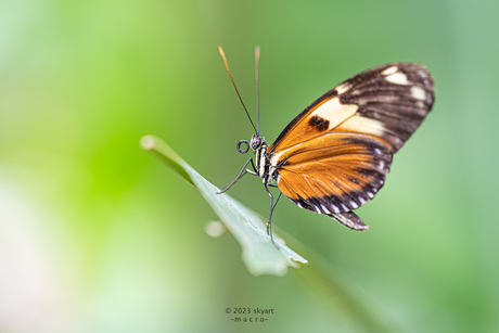 Heliconius Hecale