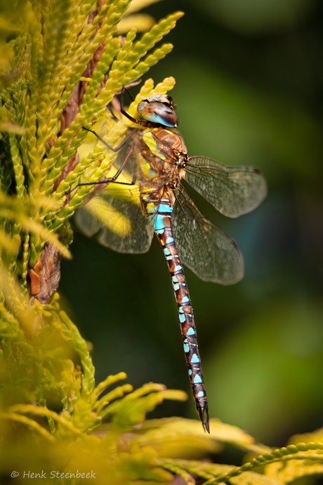 Mooi gekleurde paardenbijter