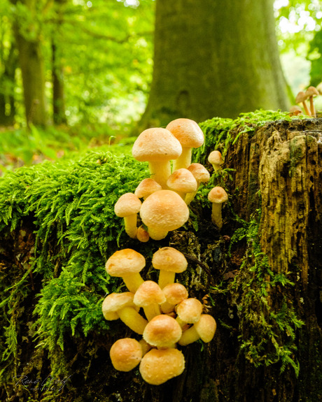 Paddestoelen 