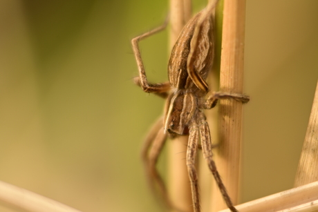 spinnenjacht in de tuin