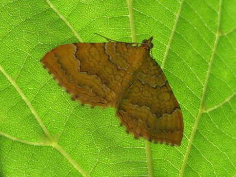 Gestreepte goudspanner