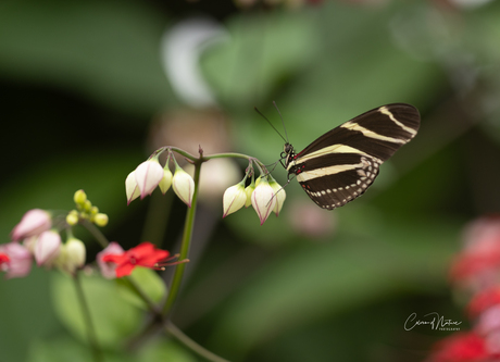 Heliconius charithonia