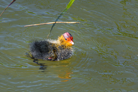 swimming in deep water