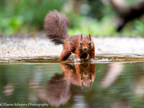 Eekhoorn reflecteert in het water