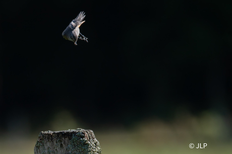 Zwarte roodstaart vangt een vlieg!