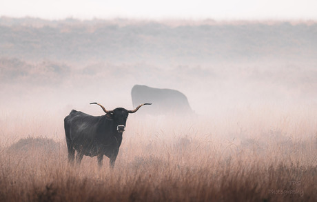 Bull in the mist