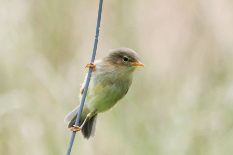 Juveniel Fitis