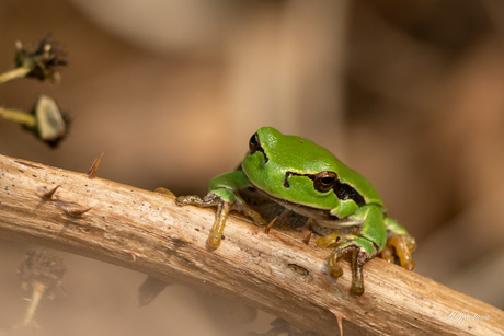 De Groene boomkikker