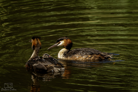 Familie Fuut