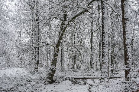 sneeuw in het bos