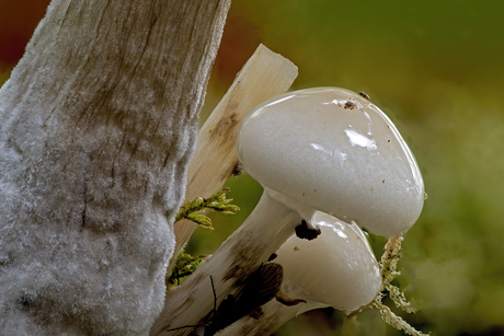 Jonge porseleinzwammen