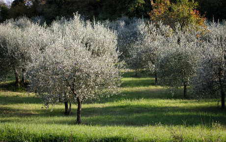 De "zilveren" bladeren van de olijfboon in de najaars zon