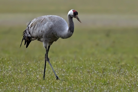 Papa Kraan op zoek naar voedsel