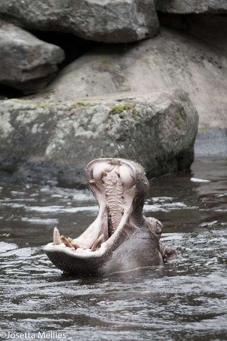 Dierentuin Emmen