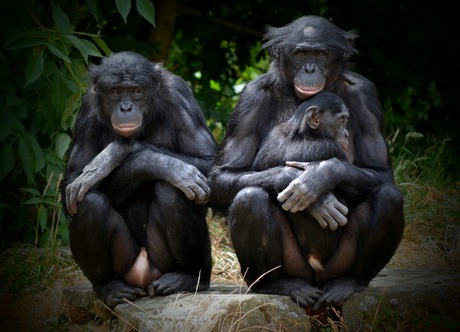 Bonobo familie