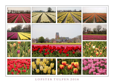 Tulpen rond Loppersum 2016