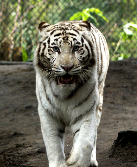 Siberische Tijger