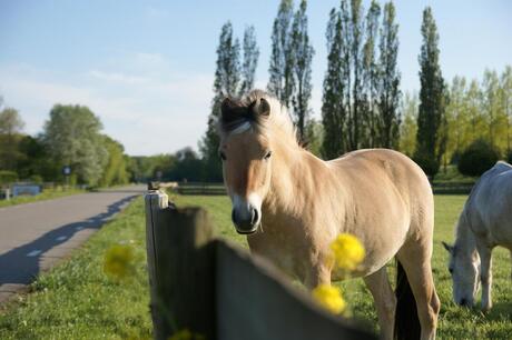 Paard in de Wei