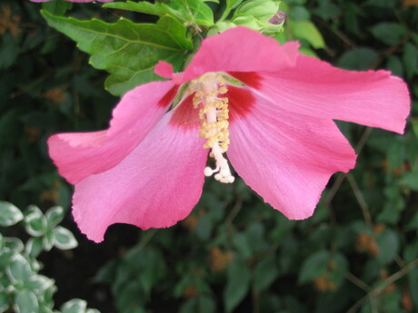 pink flower