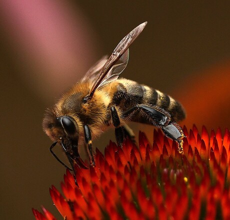 Honingbij op Rode Zonnehoed.