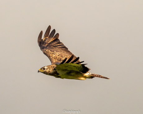 Buizerd in de vlucht. 