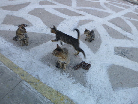 Just passing by Elle Hart