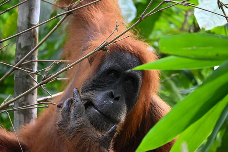 Orang-oetan