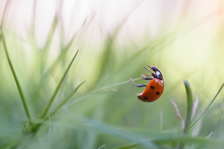 Hangend aan een grassprietje