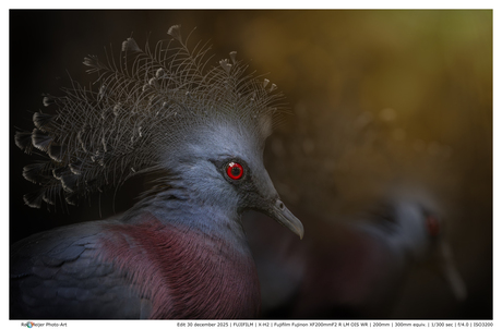 Een paartje Victoria Kroonduiven in avond licht