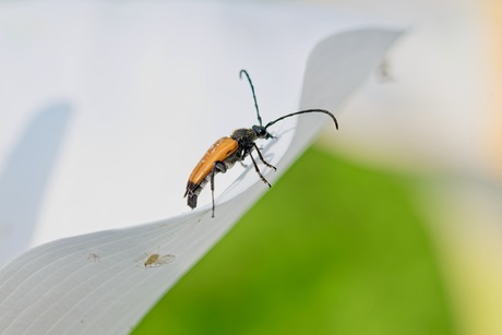 Zwarttip-smalboktor