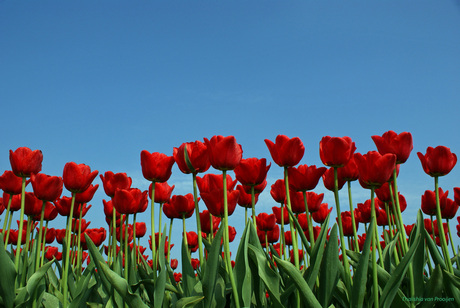 Tulpen 3