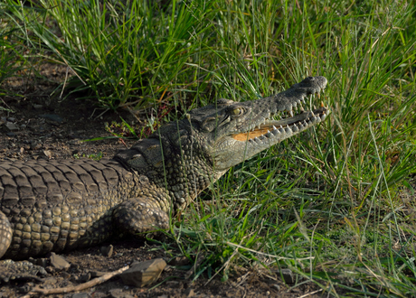 Krokodil warmt op in de zon