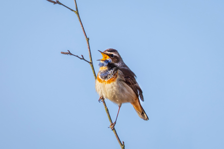 Blauwborstje -  (Luscinia svecica). 