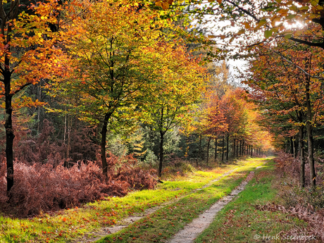 Herfstkleuren op zijn mooist
