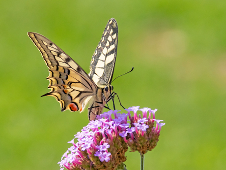 LvdAa - vlinders - Koninginnepage - 1763 W35 2019 Best Thuis