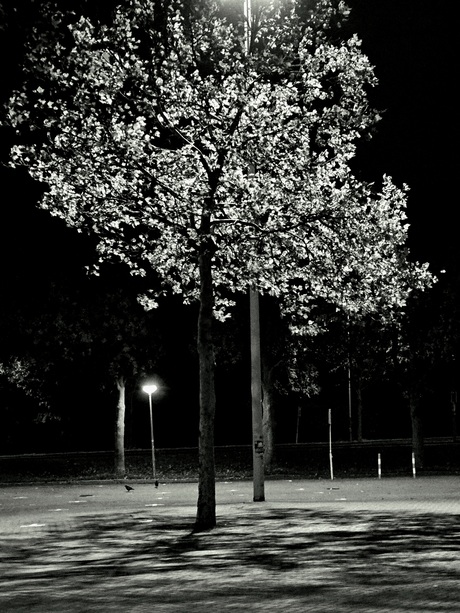 In de vroege ochtend