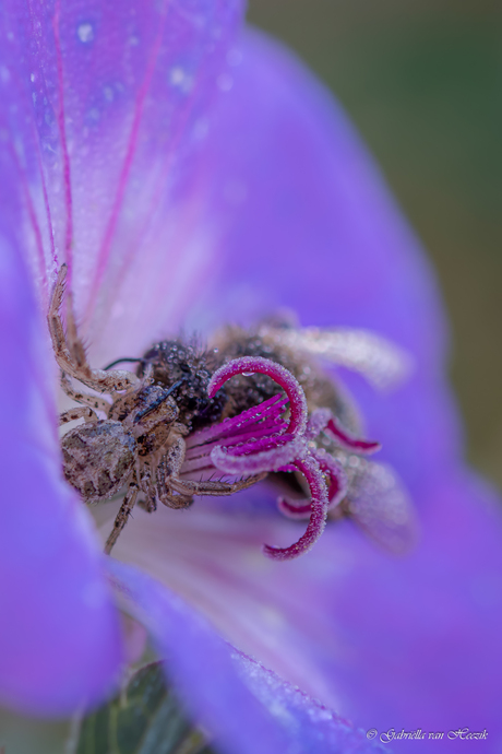 Voor de grote trek...