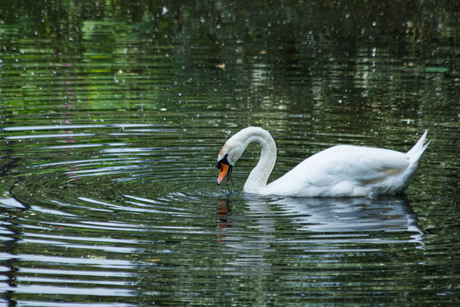 zwaan en water