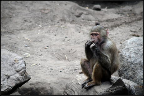 Aap in dierenpark Amersfoort