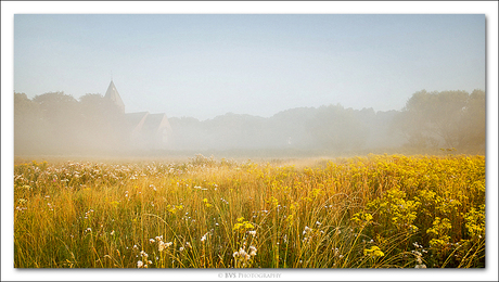 Flowers in a misty morning