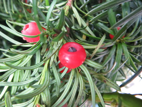 2013 Rode bessen aan de Taxus