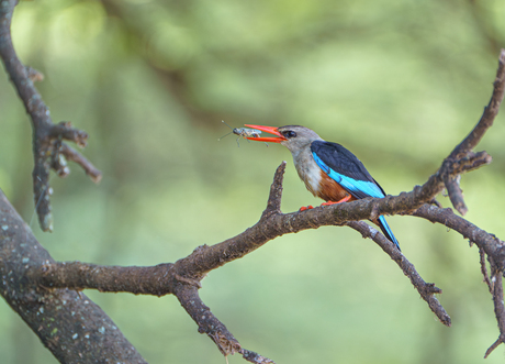 "Met zijn scherpe ogen en snelheid had deze ijsvogel zijn maaltijd te pakken – mooi om van dichtbij mee te maken"