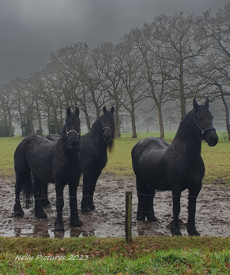 Friese paarden  in de regen