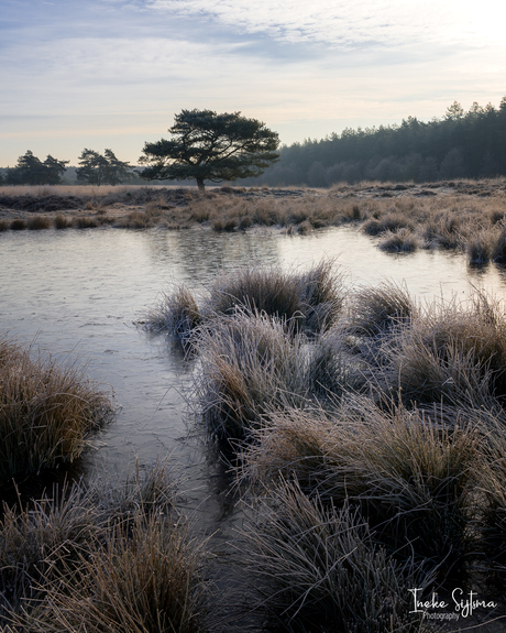 Bevroren stilte op de Terletse Heide