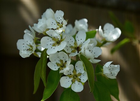 perenboom bloesem