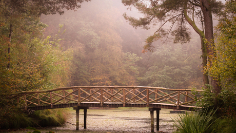 Mist in Fonteinbos