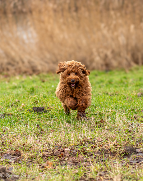 Labradoodel pup