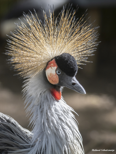 Grijze Kraanvogel