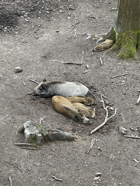 wilde zwijnen in wildpark